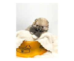 Pomeranian (BOO), guaranteed dwarf, complete documentation | free-classifieds-canada.com - 4