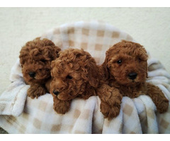 Apricot poodle puppies  | free-classifieds-canada.com - 1