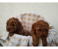 Apricot poodle puppies  | free-classifieds-canada.com - 2