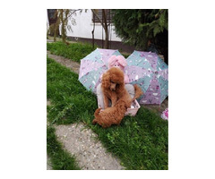 Apricot poodle puppies  | free-classifieds-canada.com - 3