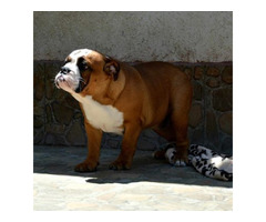 English  Bulldog   | free-classifieds-canada.com - 2