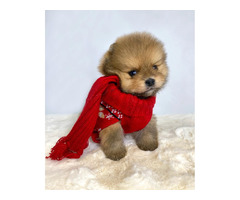 Pomeranian (BOO), dwarf, purebred   | free-classifieds-canada.com - 3