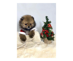 Pomeranian (BOO), dwarf, purebred   | free-classifieds-canada.com - 4