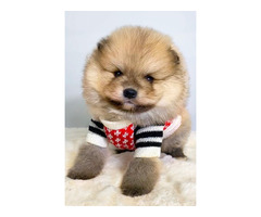 Pomeranian (BOO), dwarf, purebred   | free-classifieds-canada.com - 7