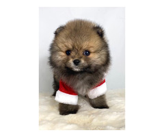 Pomeranian (BOO), dwarf, purebred   | free-classifieds-canada.com - 8