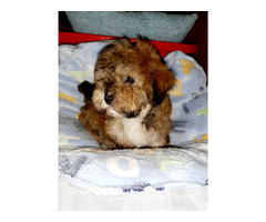 Bichon-Havanese puppies  | free-classifieds-canada.com - 1
