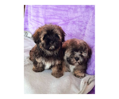 Bichon-Havanese puppies  | free-classifieds-canada.com - 2