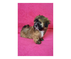 Bichon-Havanese puppies  | free-classifieds-canada.com - 3