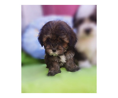 Bichon-Havanese puppies  | free-classifieds-canada.com - 4