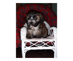 Bichon-Havanese puppies  | free-classifieds-canada.com - 5