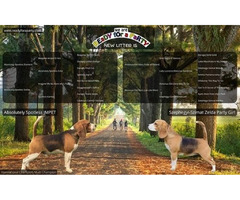 Beagle puppies from top show parents   | free-classifieds-canada.com - 1