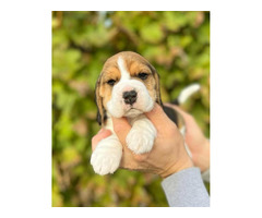 Beagle puppies from top show parents   | free-classifieds-canada.com - 2