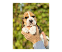 Beagle puppies from top show parents   | free-classifieds-canada.com - 3