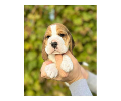 Beagle puppies from top show parents   | free-classifieds-canada.com - 4