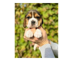 Beagle puppies from top show parents   | free-classifieds-canada.com - 5