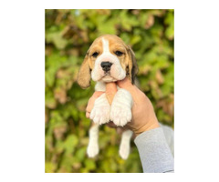 Beagle puppies from top show parents   | free-classifieds-canada.com - 6