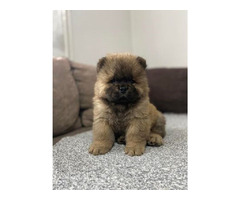 Chow-chow puppies of the highest quality  | free-classifieds-canada.com - 1