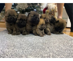 Chow-chow puppies of the highest quality  | free-classifieds-canada.com - 2