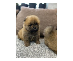 Chow-chow puppies of the highest quality  | free-classifieds-canada.com - 3
