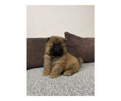 Chow-chow puppies of the highest quality  | free-classifieds-canada.com - 4
