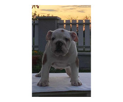 English bulldog puppies  | free-classifieds-canada.com - 3