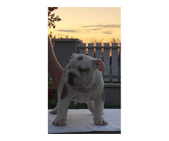 English bulldog puppies  | free-classifieds-canada.com - 4