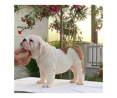 English bulldog puppies  | free-classifieds-canada.com - 5