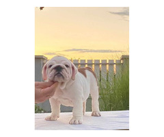 English bulldog puppies  | free-classifieds-canada.com - 6