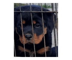 Rottweiler, female dog  | free-classifieds-canada.com - 3