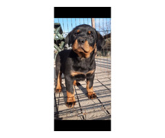 Rottweiler, female dog  | free-classifieds-canada.com - 5