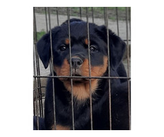 Rottweiler, female dog  | free-classifieds-canada.com - 7
