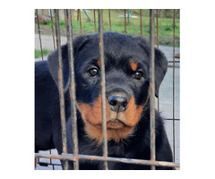 Rottweiler, female dog  | free-classifieds-canada.com - 8