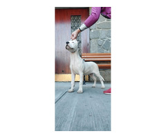 Dogo Argentino puppies  | free-classifieds-canada.com - 2