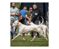 Dogo Argentino puppies  | free-classifieds-canada.com - 4