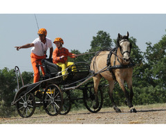 Horses Transportation Services Canada | free-classifieds-canada.com - 3