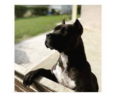 Pitbull puppies  | free-classifieds-canada.com - 2