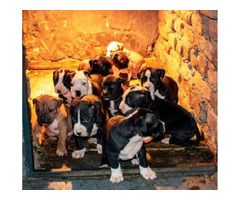 Pitbull puppies  | free-classifieds-canada.com - 3