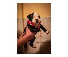 Pitbull puppies  | free-classifieds-canada.com - 5