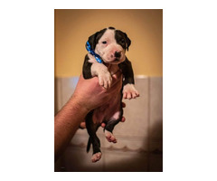Pitbull puppies  | free-classifieds-canada.com - 6