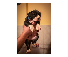 Pitbull puppies  | free-classifieds-canada.com - 7