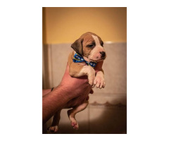 Pitbull puppies  | free-classifieds-canada.com - 8