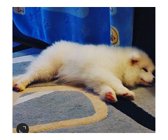 Siberian Samoyed puppies  | free-classifieds-canada.com - 4