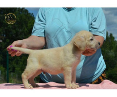 Labrador retriever | free-classifieds-canada.com - 2