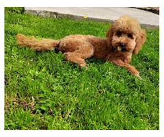 Miniature poodle boy  | free-classifieds-canada.com - 1