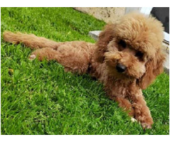 Miniature poodle boy  | free-classifieds-canada.com - 2