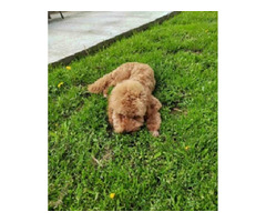 Miniature poodle boy  | free-classifieds-canada.com - 4