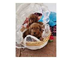 Red toy poodle  | free-classifieds-canada.com - 2