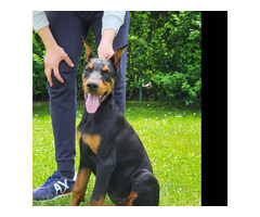 Doberman puppies  | free-classifieds-canada.com - 1
