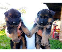 German shepherd puppies | free-classifieds-canada.com - 1
