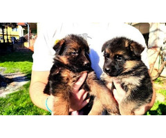 German shepherd puppies | free-classifieds-canada.com - 2